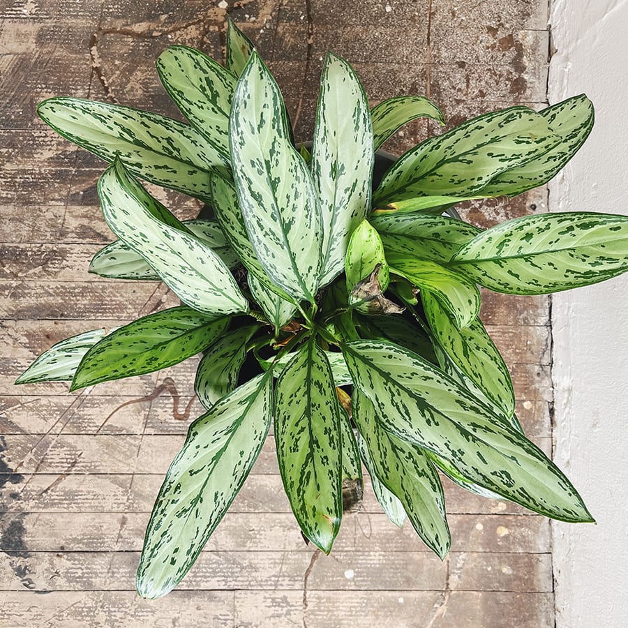 Aglaonema Silver Queen - Imagen 3